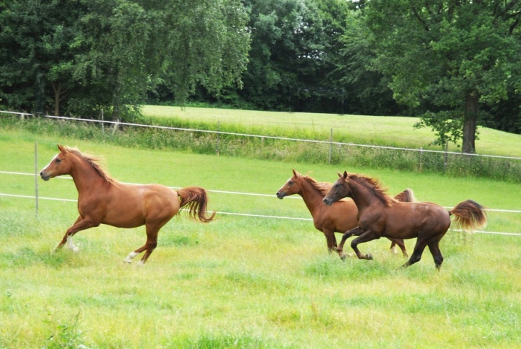 Paardenfotograaf Hoensbroek Heerlen