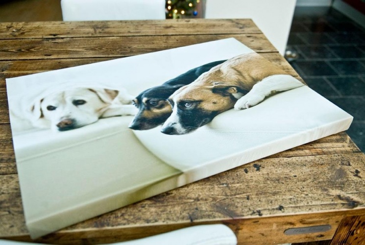 Canvasphoto with dogs