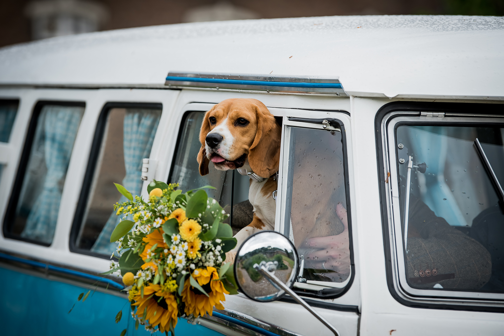 Mooie details bruidsfotografie: een hond kijkt door het raam van een VW busje