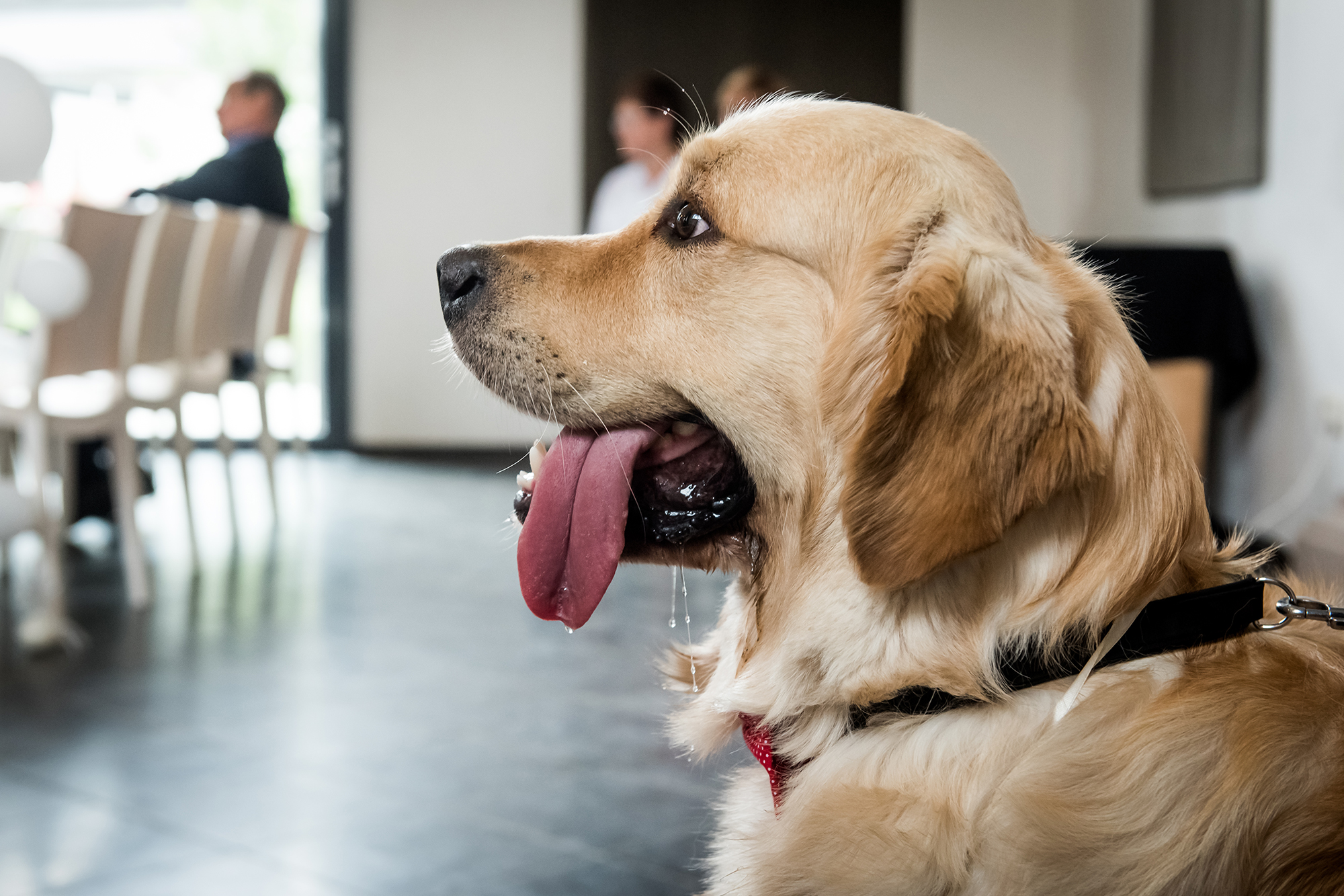 Spontane trouwfotografie Meerssen: geduldige hond tijdens trouwceremonie