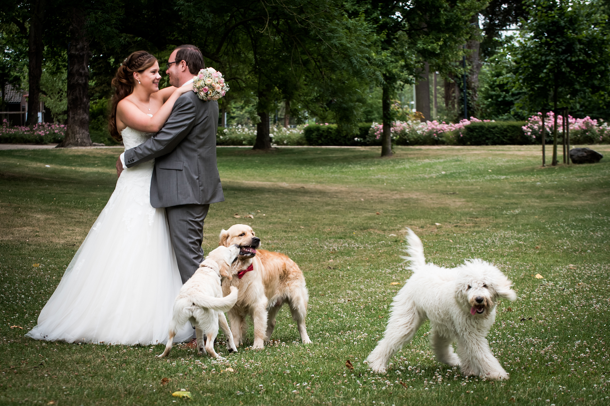 Documentaire trouwfotografie: hond speelt met andere honden tijdens trouwfotoshoot